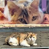 Picture of cat lost at Dochamps