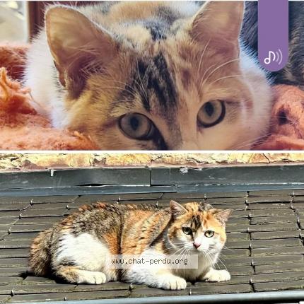 Photo 1/1 Lily Chat lost in Dochamps