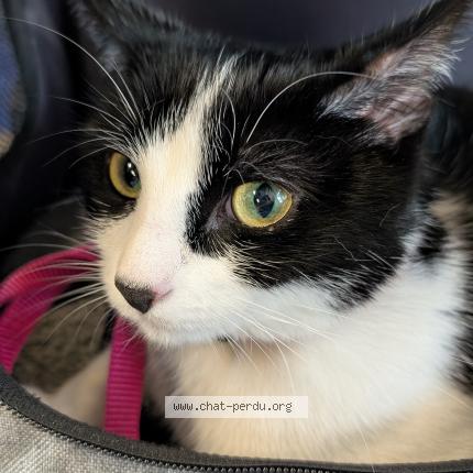 Foto einer verlorenen Katze in Avenches