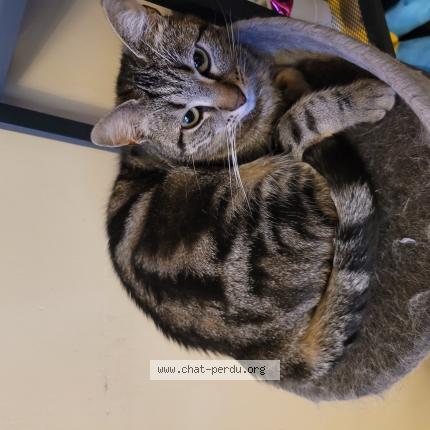 Photo 2/4 Roxie Chat lost in Vernouillet