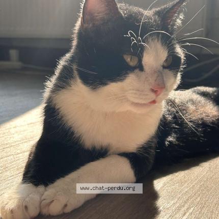 Foto 1/1 Kat teruggevonden Vermist in Liege