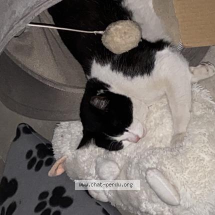 Photo 1/1 Angele Chat lost in Marseille