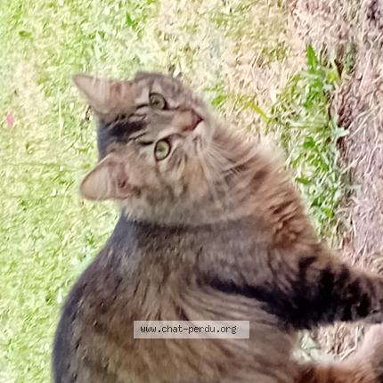 Photo 1/1 Found cat Found in Evreux