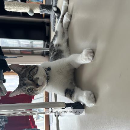 Photo 1/1 Snow Chat lost in Paris