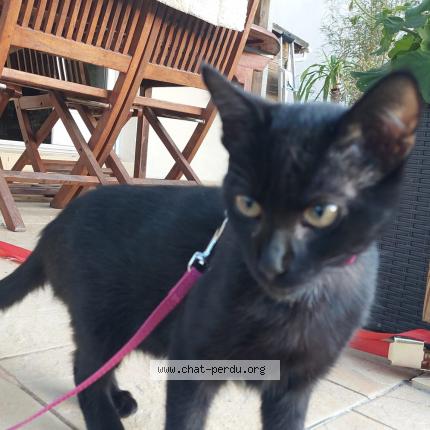 Photo 1/1 Duchesse Chat lost in Bains sur oust