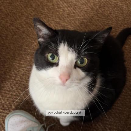 Foto van vermiste kat in Schaerbeek