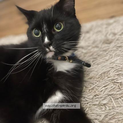 Photo 1/1 LINLEY Chat lost in Angers