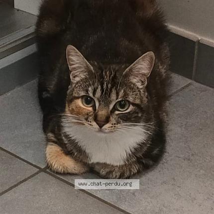 Foto 1/1 Kat teruggevonden Vermist in Liege