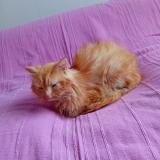 Picture of cat found at Joue Les Tours