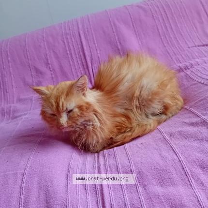 Photo 1/1 Found cat Found in Joue les tours