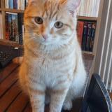 Picture of cat lost at Barberaz