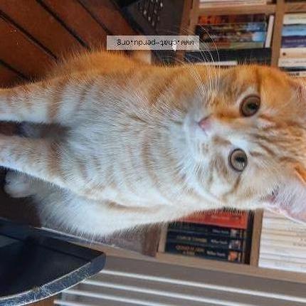 Photo 1/1 MURPHY Chat lost in Barberaz