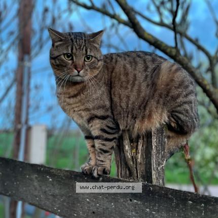 Photo 1/1 Pimousse Chat lost in Diant