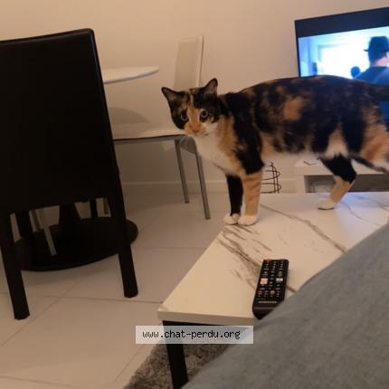 Photo 1/1 Ruby Chat lost in Prayssas