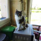 Picture of cat lost at Bords