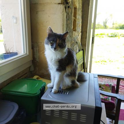 Photo 1/1 La minette Chat lost in Bords