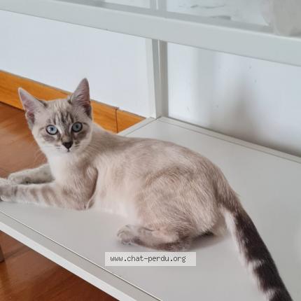 Photo 1/1 Tit Chat lost in Le bourget