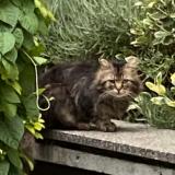 Picture of cat lost at Puteaux