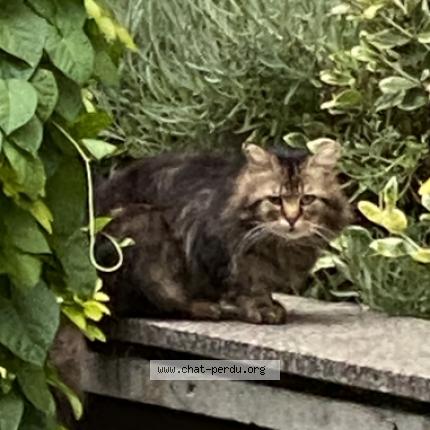 Photo 1/1 Cat reunited Lost in Puteaux