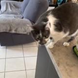 Picture of cat lost at Lacapelle Del Fraisse