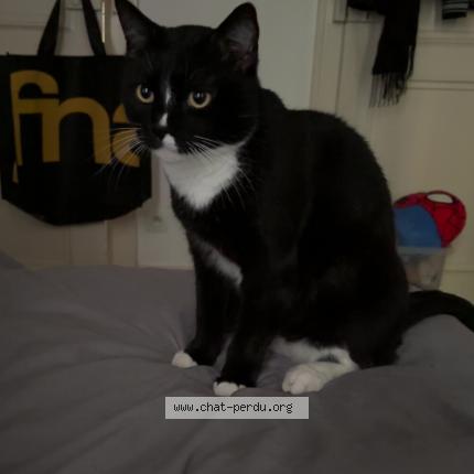 Photo 1/1 Bibi Chat lost in Metz