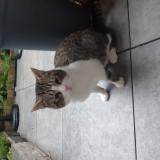 Picture of cat found at Cran Gevrier
