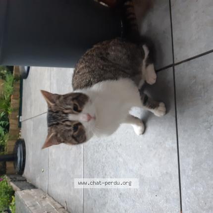 Photo 1/1 Found cat Found in Cran gevrier