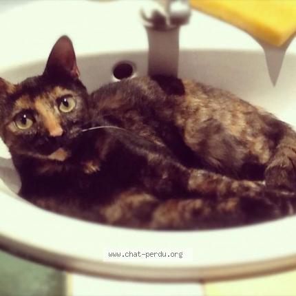 Photo 1/1 Mimine Chat lost in Le cannet