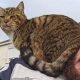 Picture of cat lost at Savenay