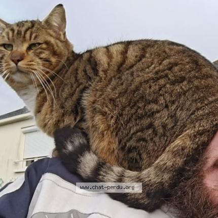 Photo 1/1 Carnage Chat lost in Savenay