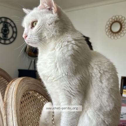 Photo 1/1 Mikky Chat lost in Meaux