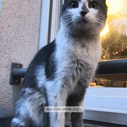 Photo 1/1 Found cat Found in Saint denis