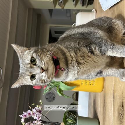 Photo 1/1 Katy Chat lost in Berne