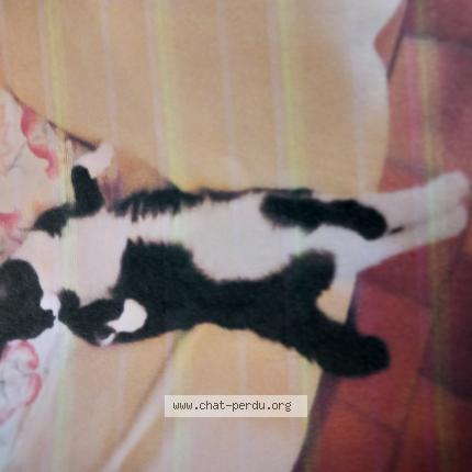 Photo 1/1 F&eacute;lix Chat lost in Jesus