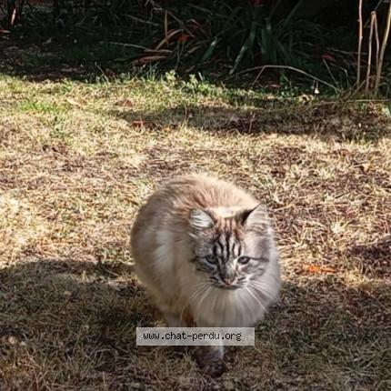 Photo 1/1 Gucci Chat lost in St brieuc