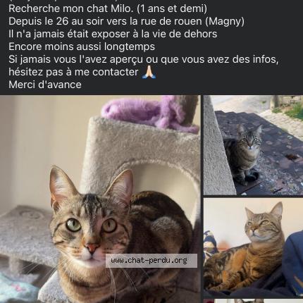 Photo 1/1 Milo Chat lost in Magny en vexin
