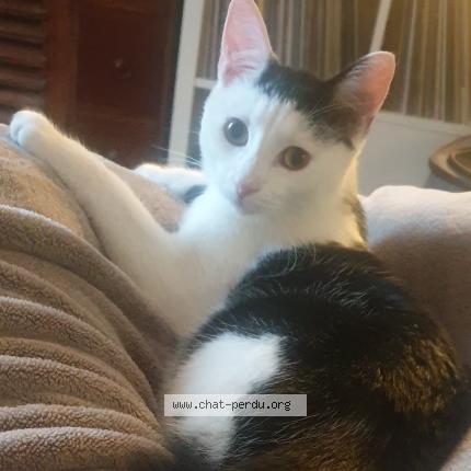 Photo 1/1 Crevette Chat lost in Amiens