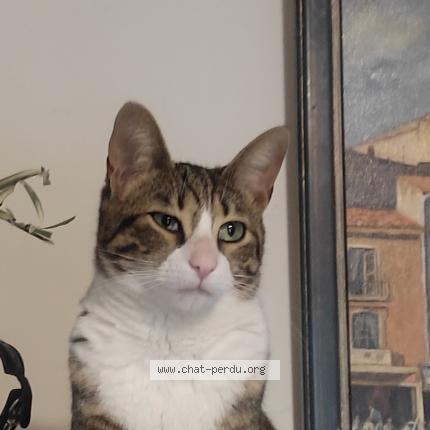 Photo 1/1 Minou Chat lost in Suze la rousse