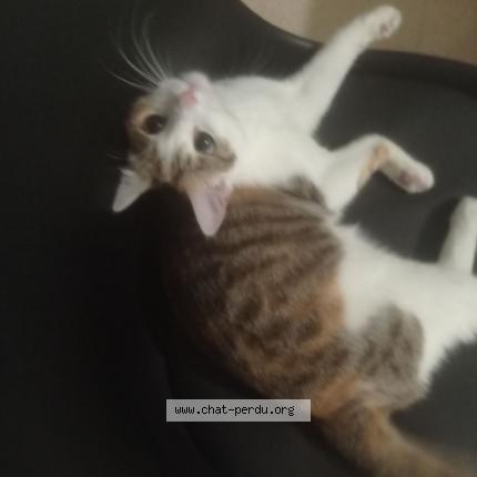 Photo 1/1 Barat Pauline Chat lost in Evreux