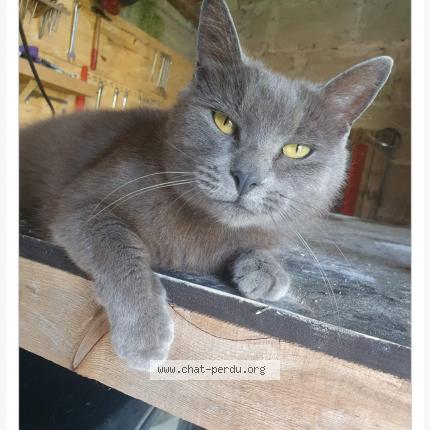 Photo 1/1 Perle Chat lost in St yzan de soudiac