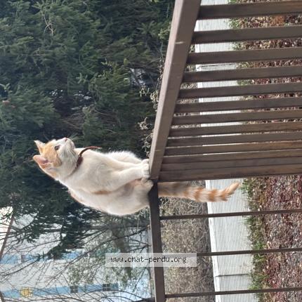 Photo 1/1 Mosasaure Chat lost in Clermont ferrand