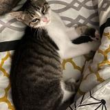 Picture of cat lost at Lyon