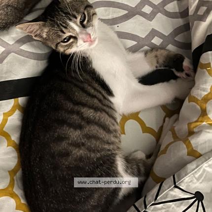 Photo 1/1 Supra Chat lost in Lyon