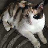 Picture of cat lost at Aurillac