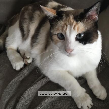 Photo 1/1 Coquillette Chat lost in Aurillac