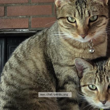 Photo 1/1 Zoé Chat lost in Andoins