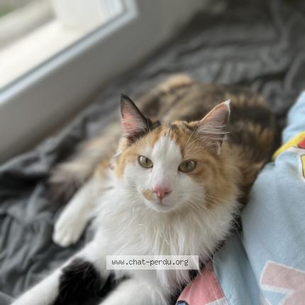 Photo 1/1 Zaza Chat lost in Fortschwihr