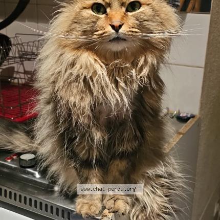 Photo 1/2 Nala Chat lost in Tassin la demi lune