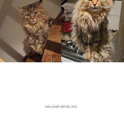 Photo 2/2 Nala Chat lost in Tassin la demi lune