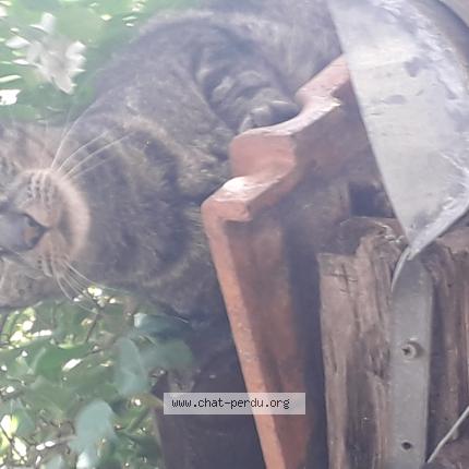 Photo 1/1 Found cat Found in Marseille